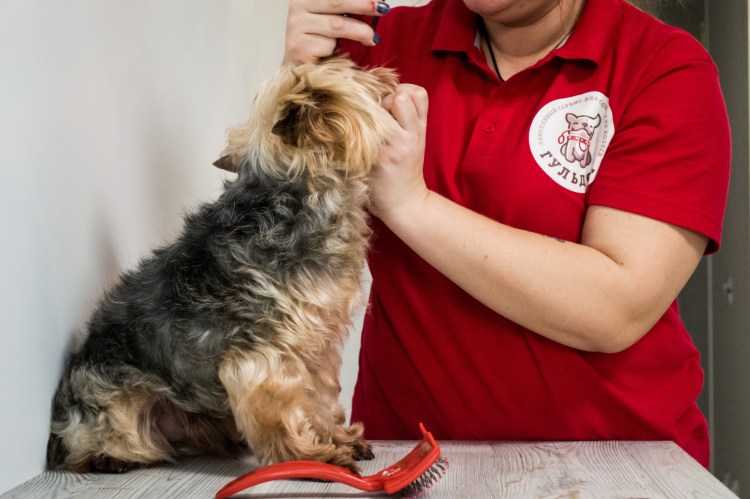 Breed порода собак