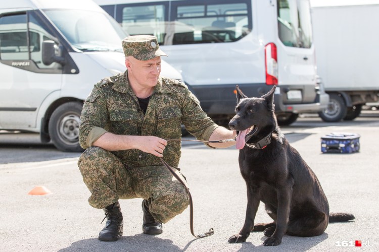 Модные породы собак