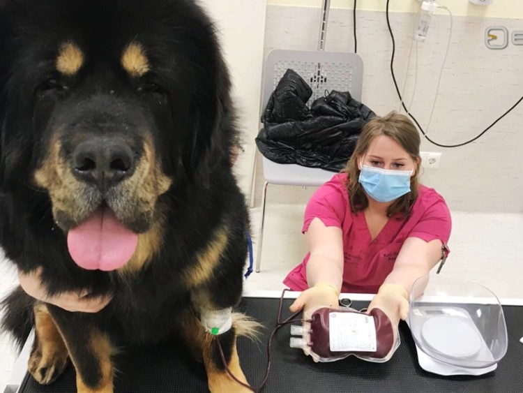 Андрей Арловский с собакой