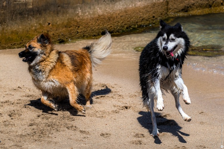 Американский стаффордширский терьер