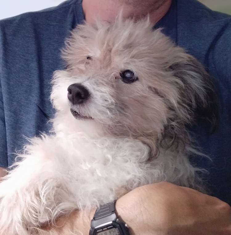 Животные в человеческой одежде