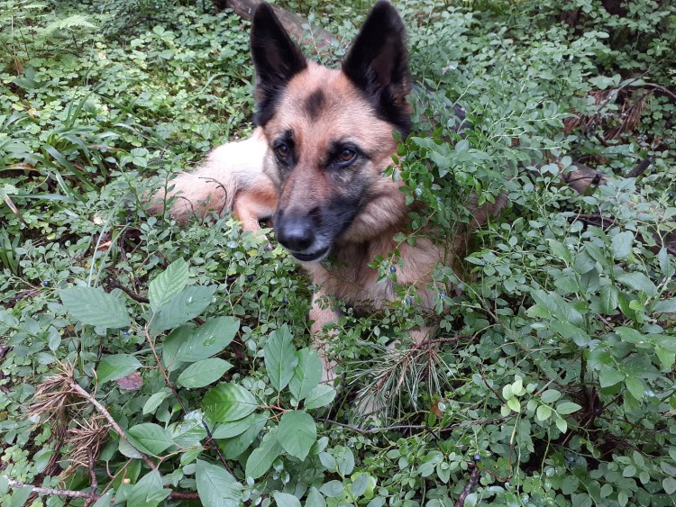 Когда щенок приедет