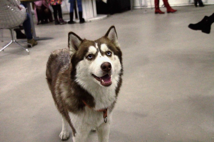 Баста с собакой