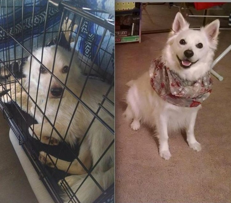 Собаки в Малайзии