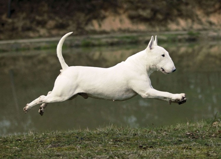 Порода бультерьер