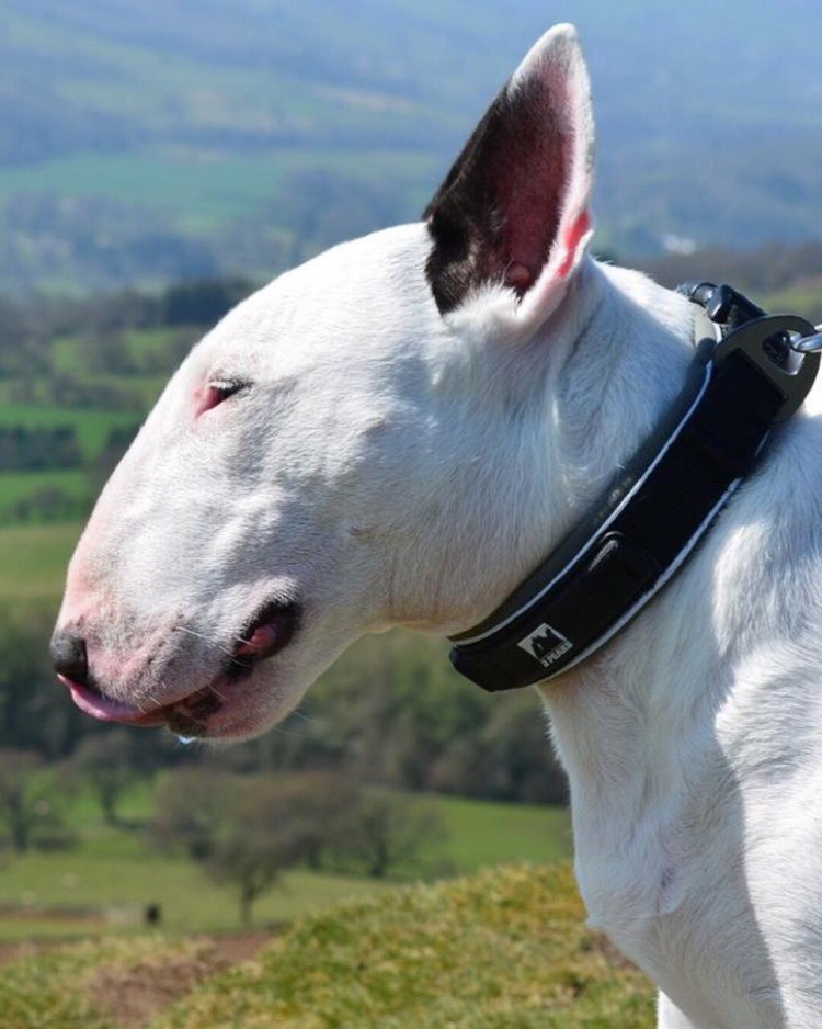 Бойцовские породы собак бультерьер