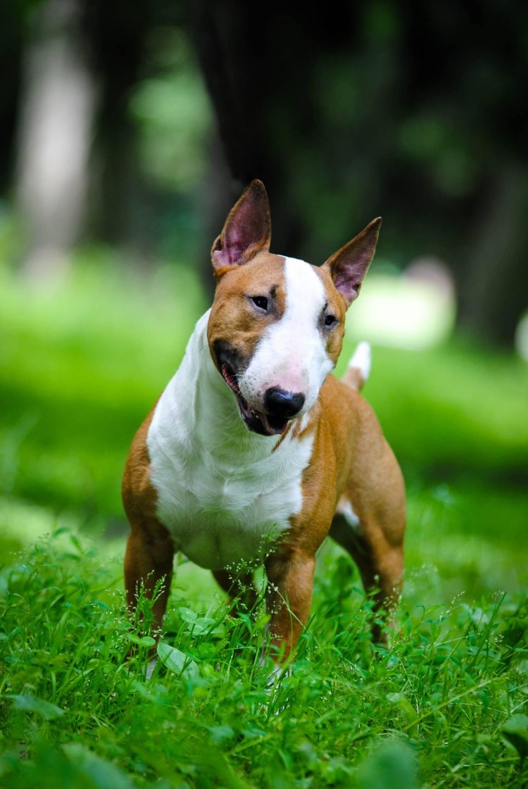 Мини бультерьер