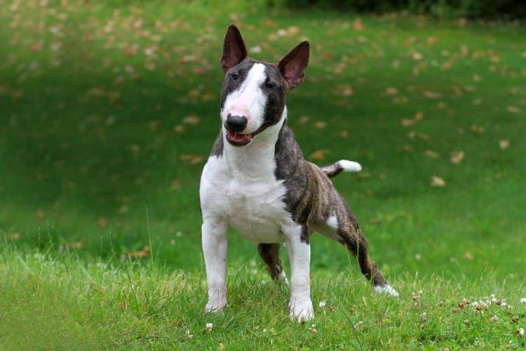 Порода карликовый бультерьер