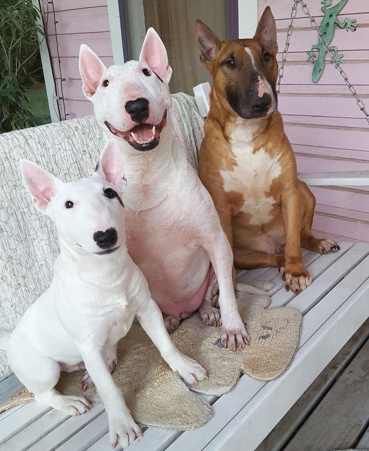 Керри бультерьер