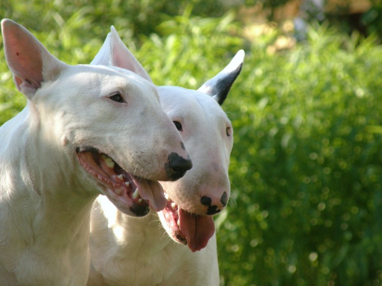 Бойцовские породы собак бультерьер