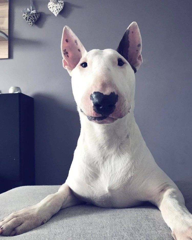 Бультерьер золотистый