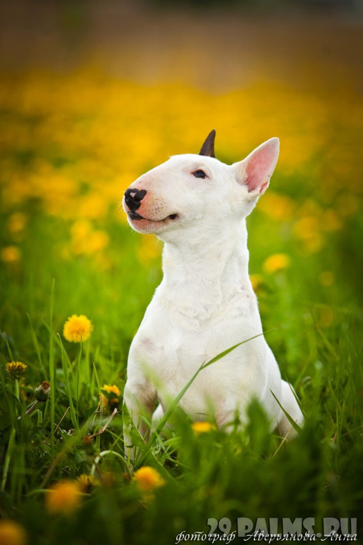 Собака бультерьер