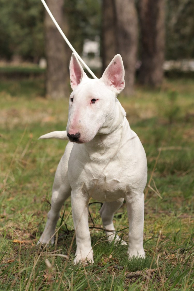 Бультерьер чистокровный