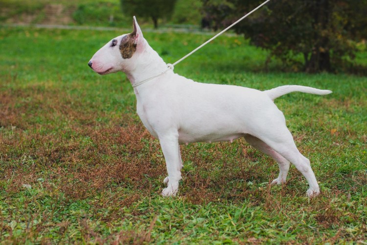 Собака бультерьер