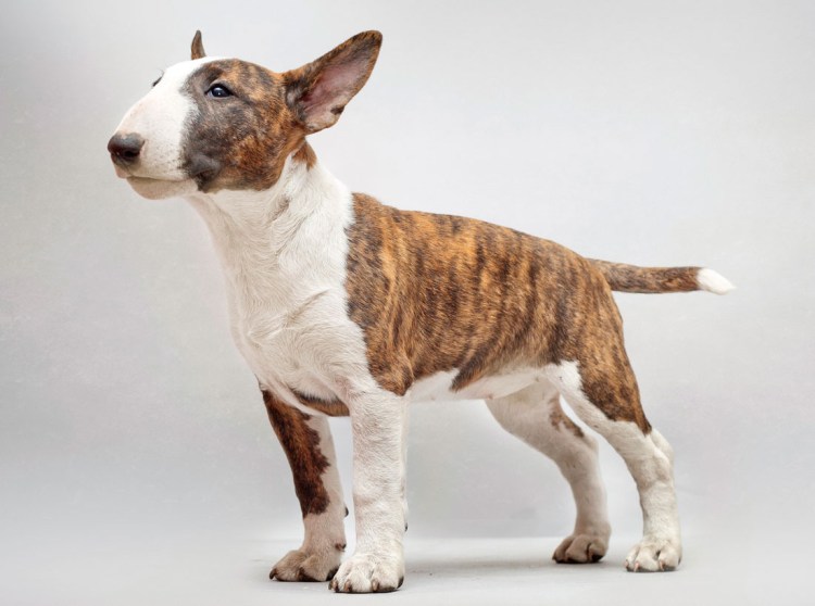 Бультерьер тигровый