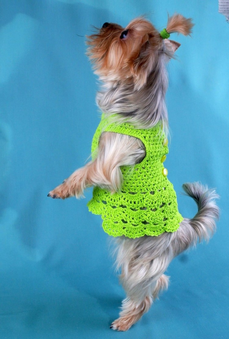 Вязаная одежда для собак