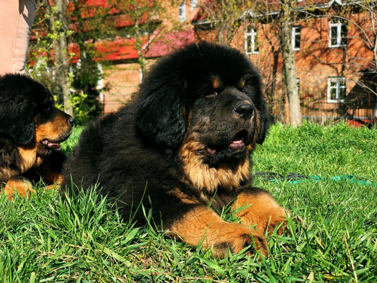 Самый дорогой тибетский мастиф