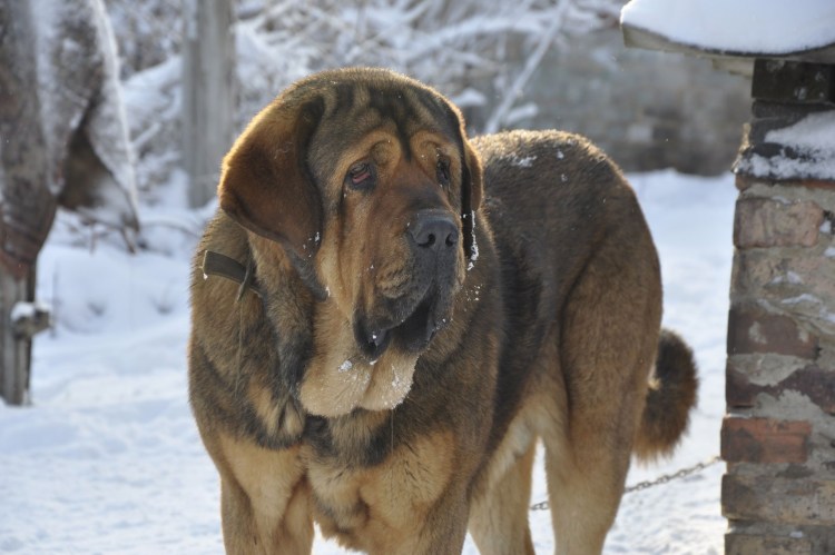 Тибетский мастиф европейского типа