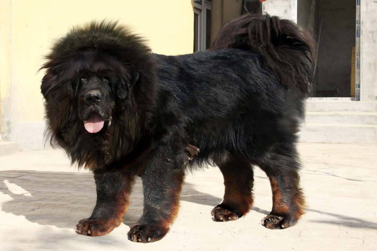 Собака тибетский мастиф