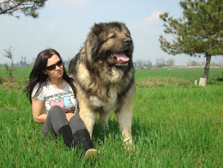 Тибетский мастиф и Лев