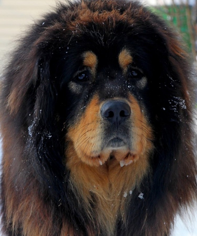 Тибетский мастиф