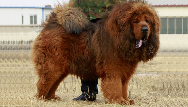 Тибетский мастиф и Сенбернар