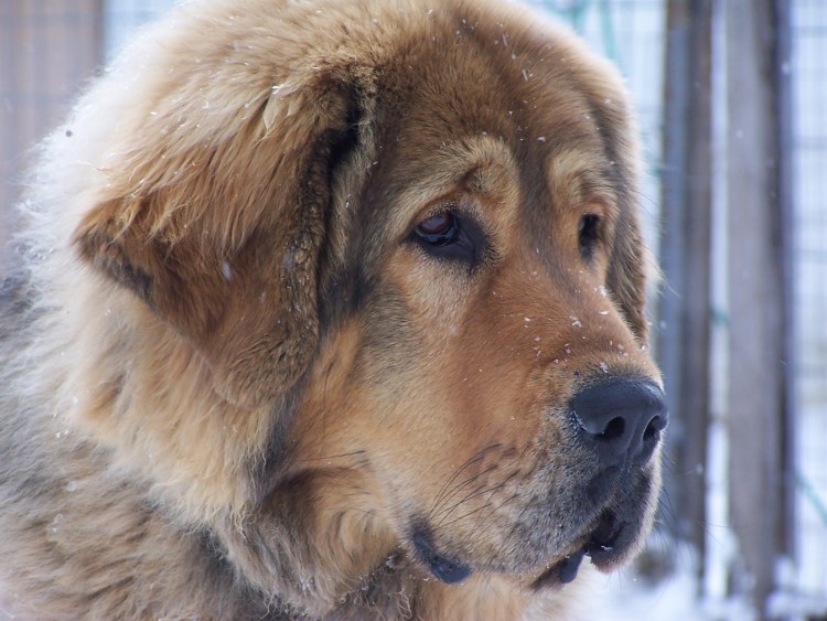 Тибетский мастиф белый