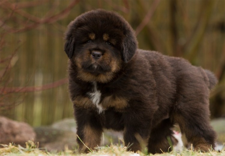 Афганский мастиф