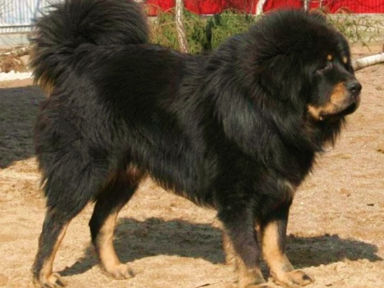 Тибетский мастиф и волкодав