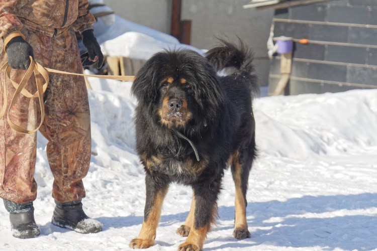 Тибетский мастиф черный