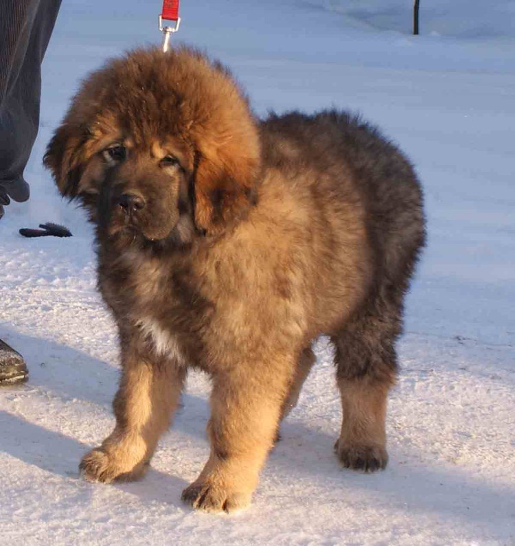 Тибетский мастиф Хонг Донг