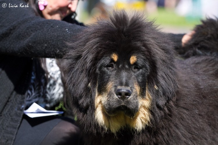 Тибетский мастиф и Кавказская овчарка