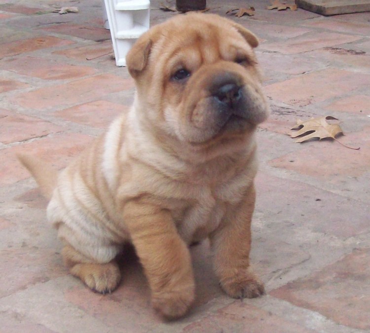 Собака шарпей