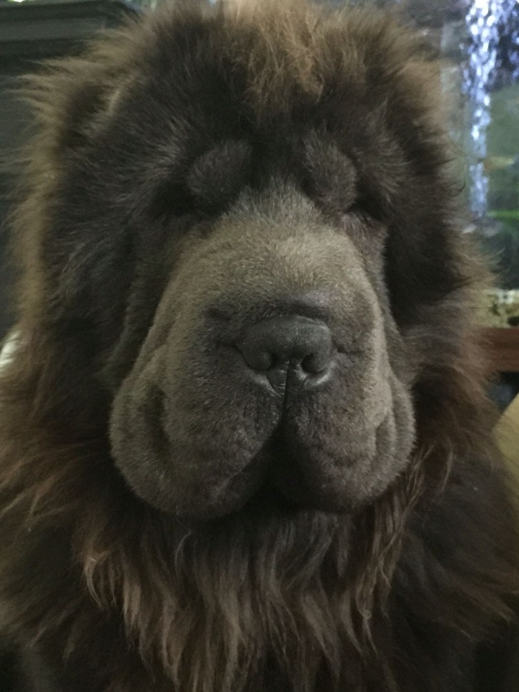 Шарпей Медвежка