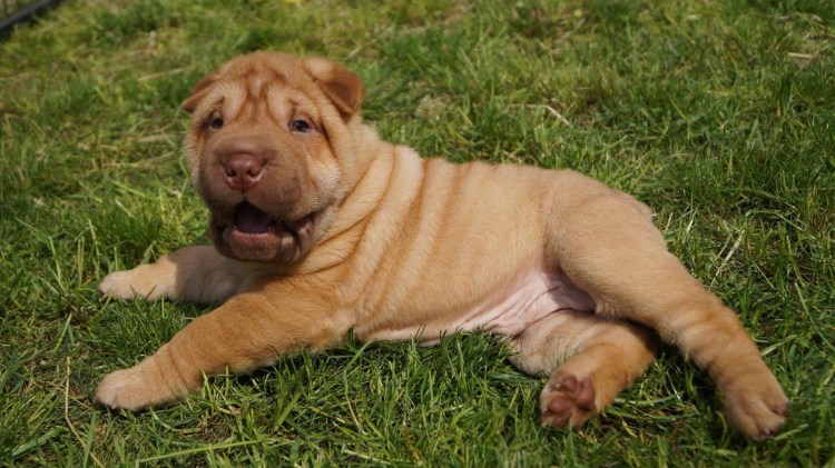 Чау-чау собака и шарпей