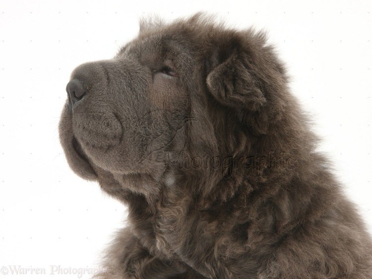 Собака шарпей