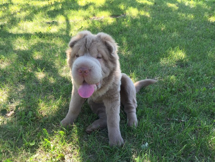 Шарпей длинношерстный