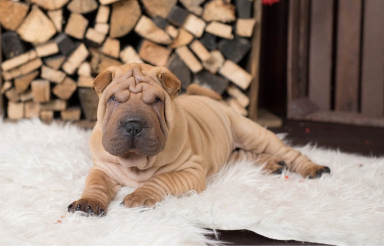 Шарпей щенок