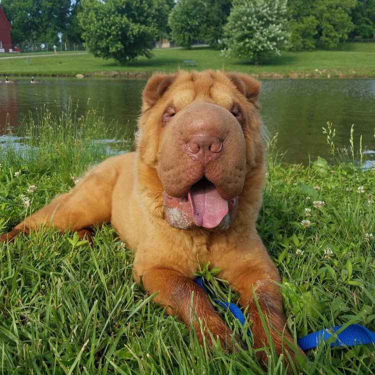 Пушистый шарпей порода