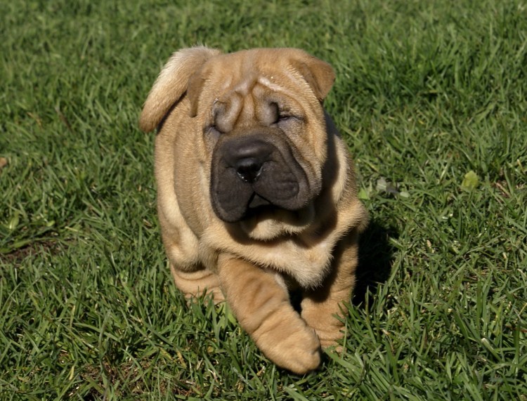 Мини шарпей