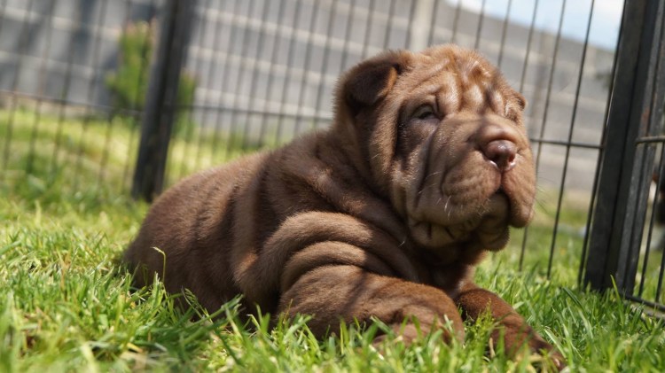 Шарпей щенок