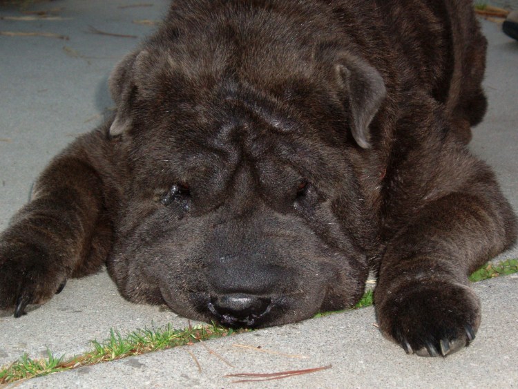 Пушистый шарпей