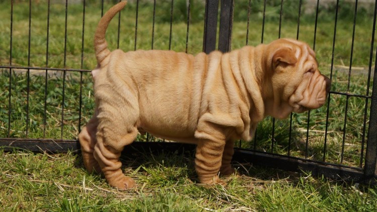 Шарпей с бантиком