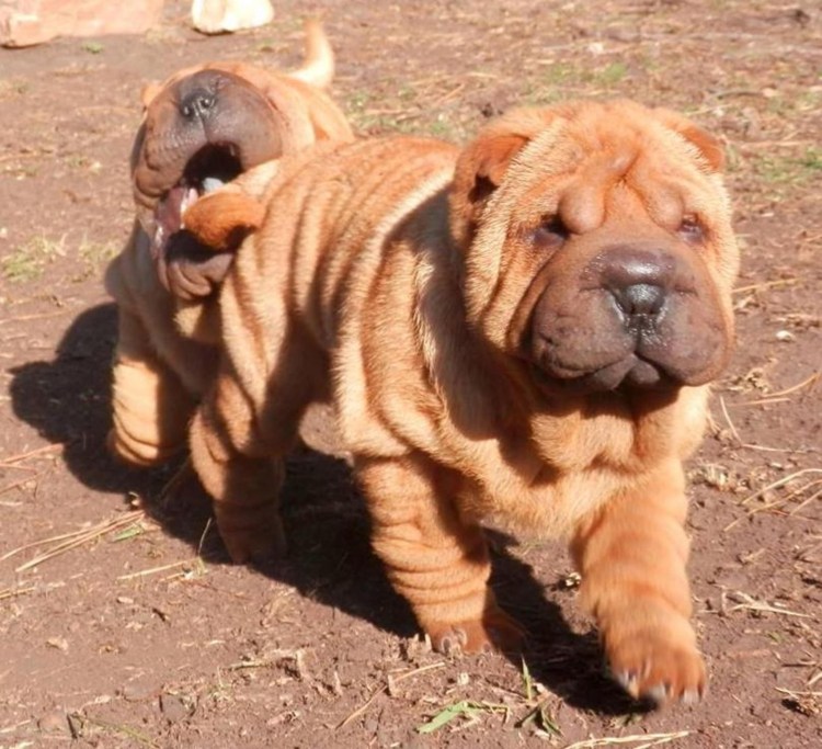 Чепрачный шарпей