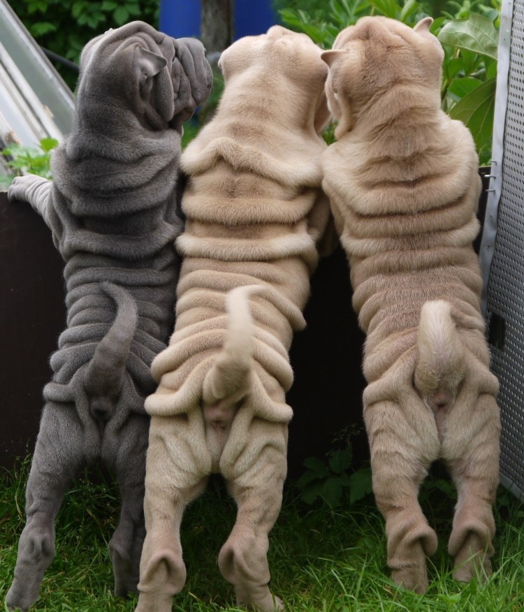 Шарпей длинношерстный