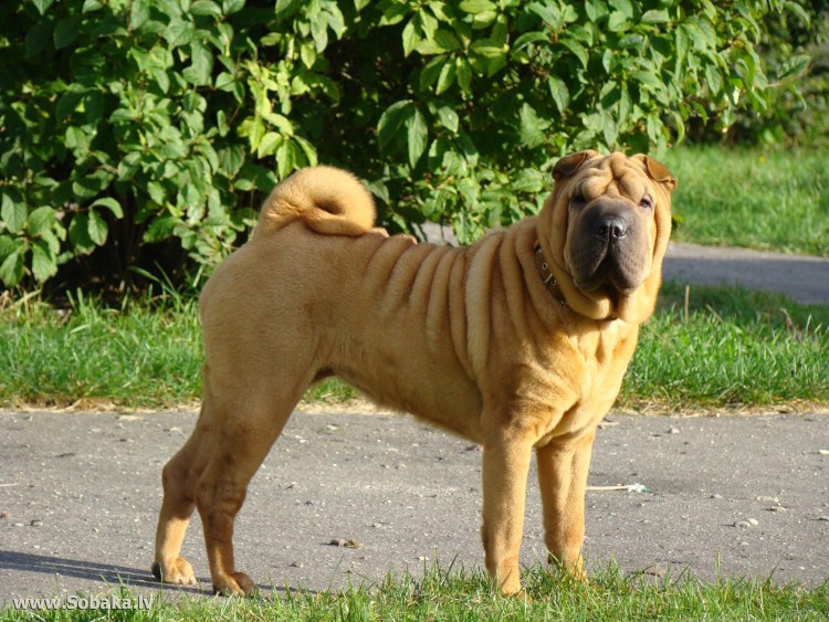 Шарпей золотистый