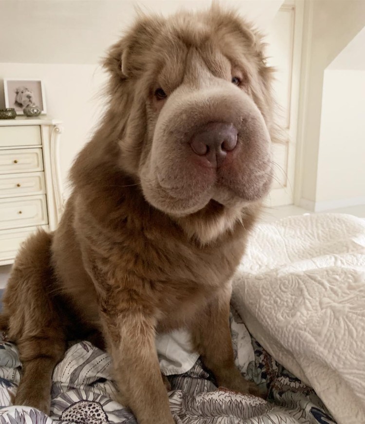 Шарпей Медвежка