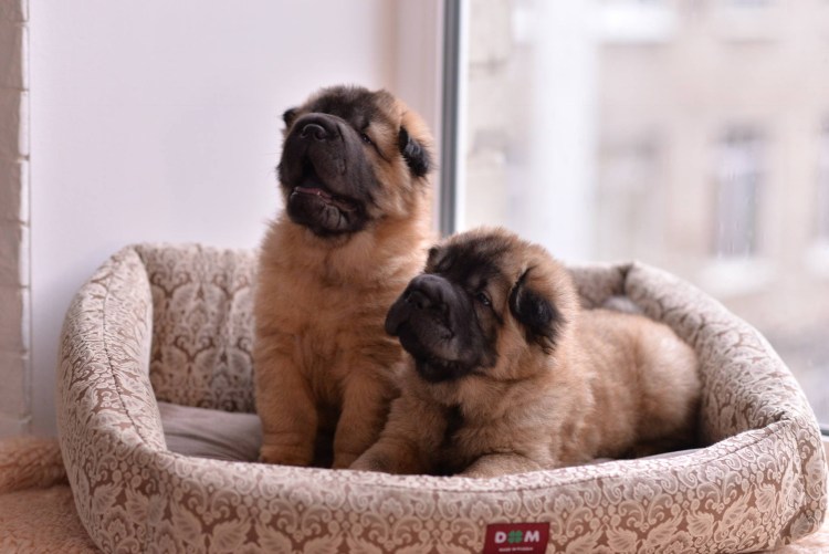 Шарпей подросток