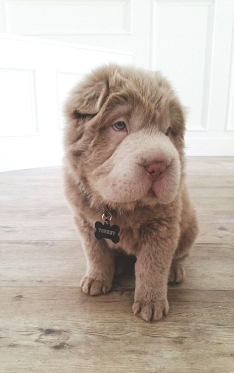 Собака похожая на Льва