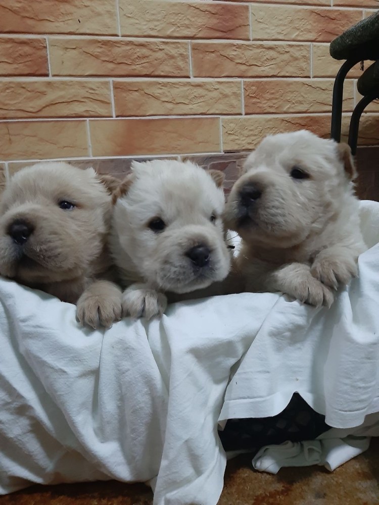 Шарпей с длинной шерстью